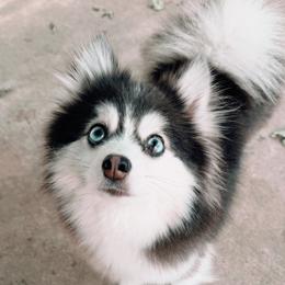 Zuri - Pomsky