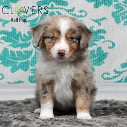 Half Pint - Red merle male Miniature American Shepherd puppy in Carlisle, Pennsylvania from 4 Clovers Kennel