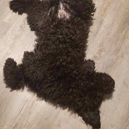 Goldendoodle and Poodle All Grown Up from Cristin's Poodles