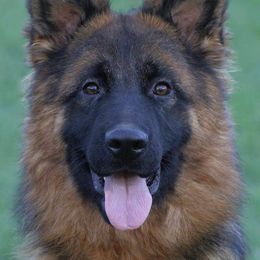 OLALA - German Shepherd