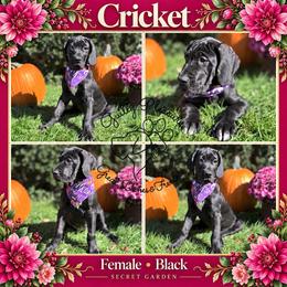 Cricket - Black female Great Dane puppy in Norton, Ohio from Guilty Pleasure Great Danes & Frenchies