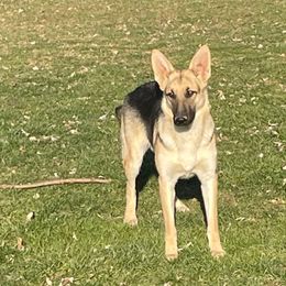 Gretel - German Shepherd