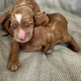 Boy 1 - Red  male Goldendoodle puppy in Glendale, Arizona from Follow Your Bliss Doodles