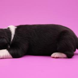 Destiny (Purple collar) - Black and white female Border Collie puppy in Boiling Springs, South Carolina from Top Notch Border Collies