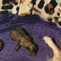 Shyla - Orange sable female Pomeranian puppy in Zavalla, Texas from Precious Puff Poms