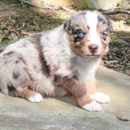 Cricket - Red merle male Australian Shepherd puppy in Macon, Georgia from Shaina’s Shepherds