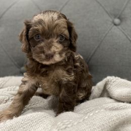 Cockapoo Puppies from Doodle Corner