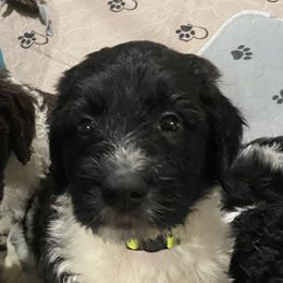 Boy 2 Rigby - Black and white Bernedoodle puppy in Landisville, Pennsylvania from Debbies Doodles