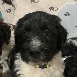 Boy 2 Rigby - Black and white Bernedoodle puppy in Landisville, Pennsylvania from Debbies Doodles