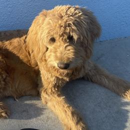 Holly - Goldendoodle