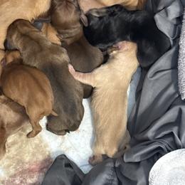 Dachshund Puppies from Faithful Paws Doxies