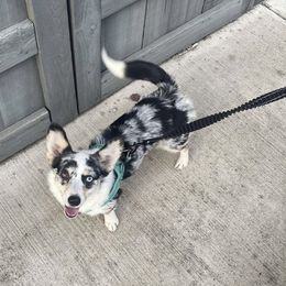 American Corgi puppies from Waylon’s House of Corgis