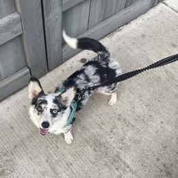 American Corgi puppies from Waylon’s House of Corgis