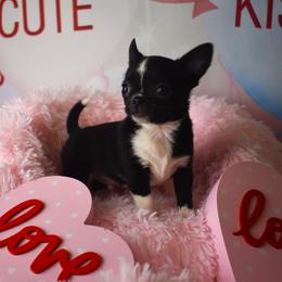 Coal - Black and white male Chihuahua puppy in Gloucester, Virginia from Charlotte's Web of Chihuahuas