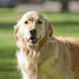 Golden Retrievers from Mary Rosello