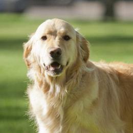 Golden Retrievers from Mary Rosello
