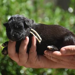 Tan collar female - Black female German Shepherd puppy in Marianna, Florida from Haus M Godwin