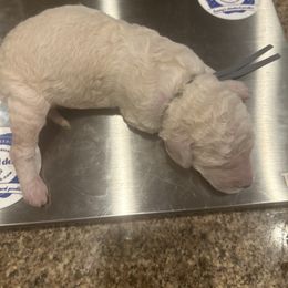 Valentino - White male Poodle puppy in Mobile, Alabama from Semmy’s Standard Poodle LLC