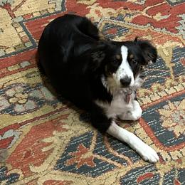 PaDme - Black tri female Miniature Australian Shepherd puppy in Grady, Arkansas from KAREN K MCPHERSON