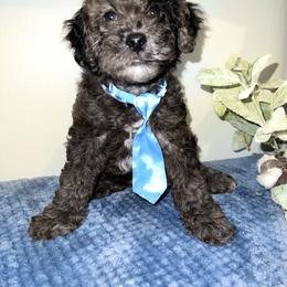 Goldendoodle Puppies from True Friend Doodles