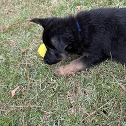 Blue collar - Black and red male German Shepherd puppy in Atlanta, Texas from Riverfarm K-9s