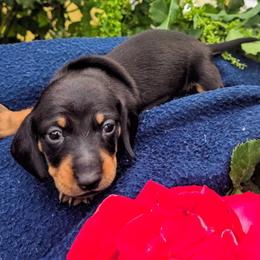 Boy 4 - Black and tan male Dachshund puppy in Roseville, California from Denver's Golden Dashies