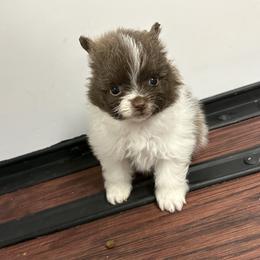 Gigi - Chocolate parti female Pomeranian puppy in Anchorage, Alaska from Arctic Pomeranians
