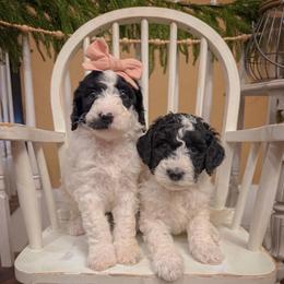 Lucky - Black and white female Sheepadoodle puppy in Danville, Indiana from Marley’s Doodle Ranch