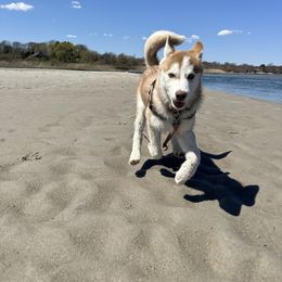 Siberian Husky Puppies from Young Orchard Siberians