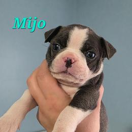 Mijo (Toffee) - Blue male Boston Terrier puppy in Columbus, Ohio from Bryn's AKC Bostons
