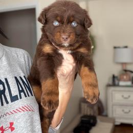 Grinch - Red tri-color male Australian Shepherd puppy in Tyner, Kentucky from Lil’ Town Aussies
