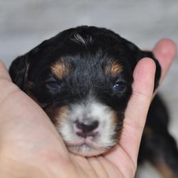 Clara - Tri-color female Bernedoodle puppy in Moulton, Iowa from Shondel Puppy Paws