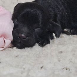 Cha Cha - Black female Maltipoo puppy in Arkansas from Brew House