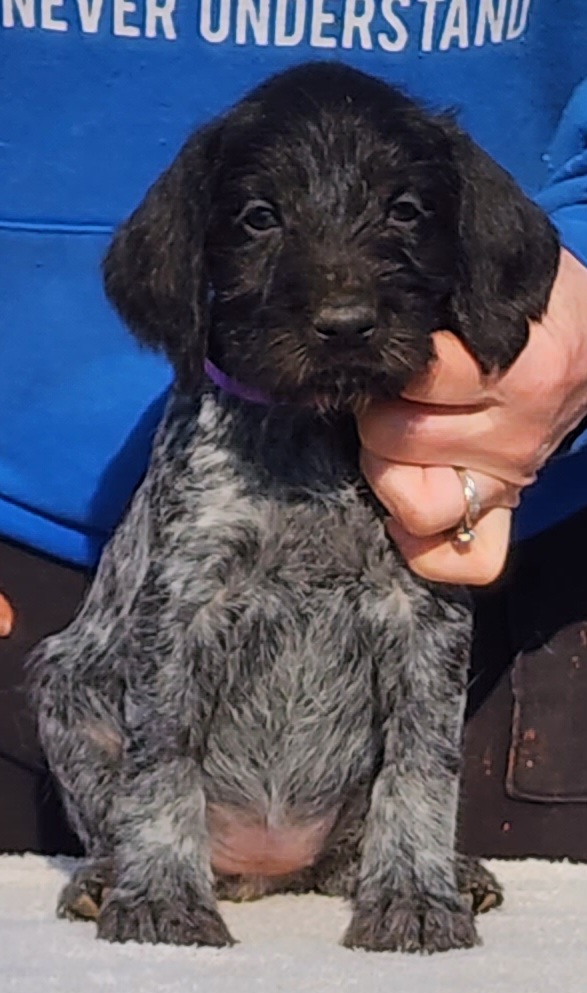 Merry - Black and white German Wirehaired Pointer puppy in Wellston, Ohio from Blue Line GWPs