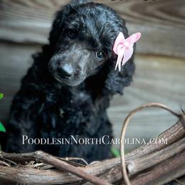 Poodle Puppies from Grace Poodles