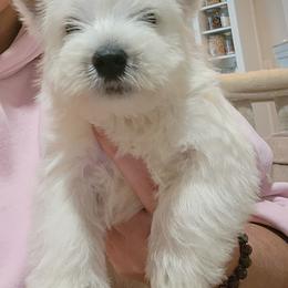 West Highland White Terrier Puppies from AKC  Westie World