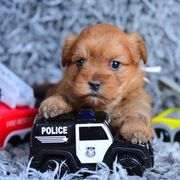 Shih Tzu and Shorkie Puppies from Nana's Happy Pups