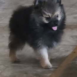 Leming - Red sable male Pomeranian puppy in Waco, Texas from Petite Poms