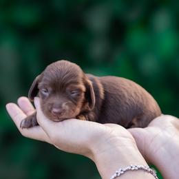 Bambi - Chocolate and tan female Dachshund puppy in Fort Myers, Florida from Blossom Paws