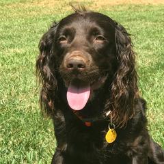 Beamer - Boykin Spaniel