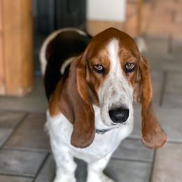 KC - Basset Hound