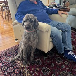 Penelope - Labradoodle
