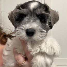 Green Collar - Parti male Miniature Schnauzer puppy in Tacoma, Washington from AKC Nordwest Schnauzers