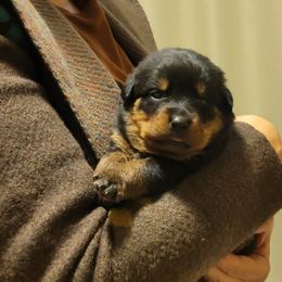 Girl 3 - Black and mahogany female Rottweiler puppy in Snohomish, Washington from Sky Valley Rottweilers
