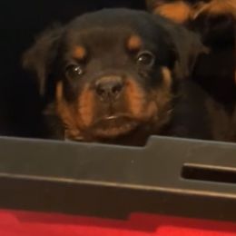 Grey collar boy - Black and mahogany male Rottweiler puppy in Beebe, Arkansas from Rottweilers Vom Haus Forte