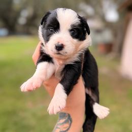 Cider ASDR - Black tri male Miniature Australian Shepherd puppy in Polk City, Florida from Skaky Shepherds