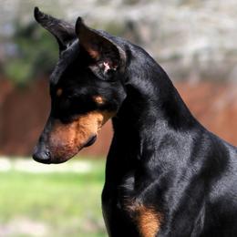 Prim - Black and rust female Beauceron puppy in Rockwall, Texas from Elitehaus