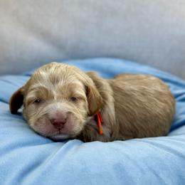 Francesca - Caramel red female Australian Labradoodle puppy in Morgan Hill, California from Loving Labradoodles