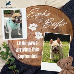 French Bulldog puppies from The Frenchie Lady Co.
