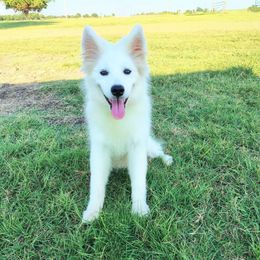 Darcy - White female Samoyed puppy in Durant, Oklahoma from OrangeLine Samoyeds